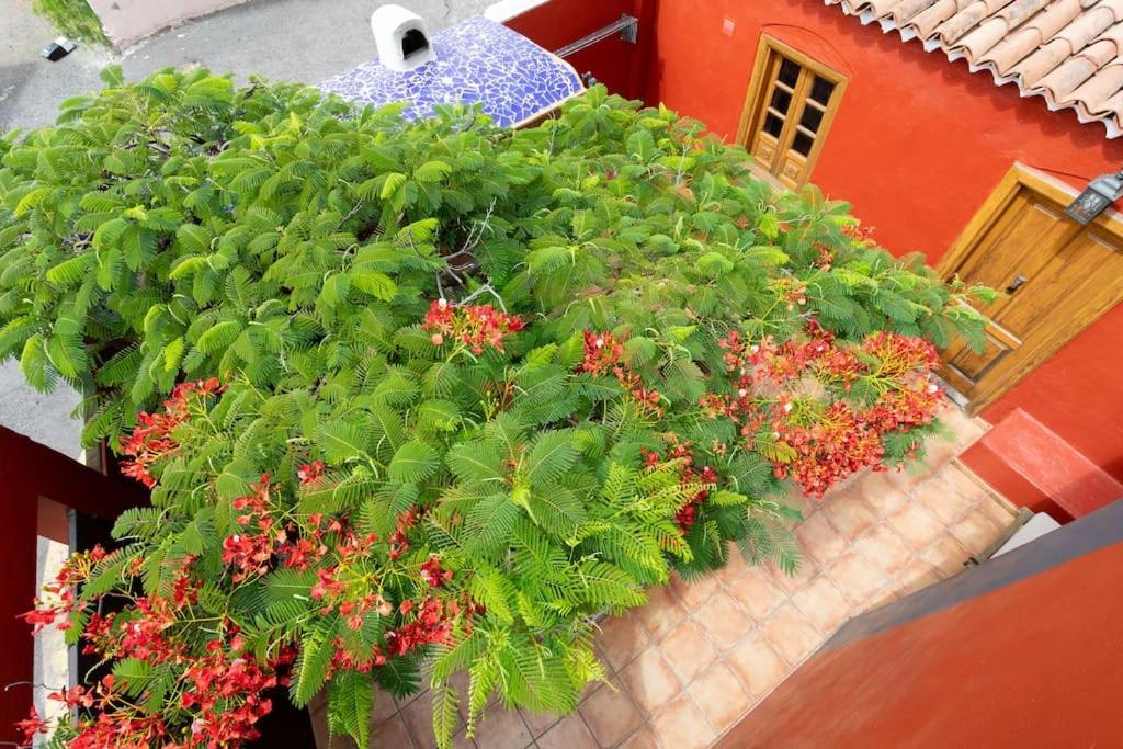 Rural House With Traditional Architecture S. XIX 산타크루스데 테네리페 외부 사진